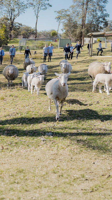 Students walking through the school farm at St Columba’s Catholic College Springwood