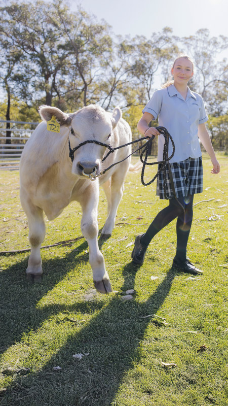 Student walking a white cow through the farm at St Columba’s Catholic College Springwood