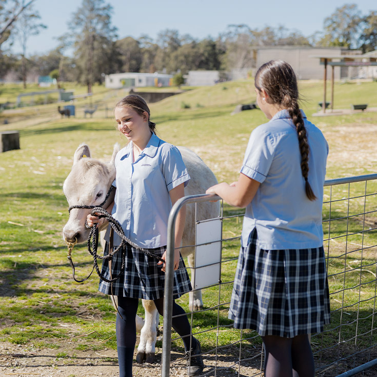 Students walking the school cows through the farm at St Columba’s Catholic College Springwood