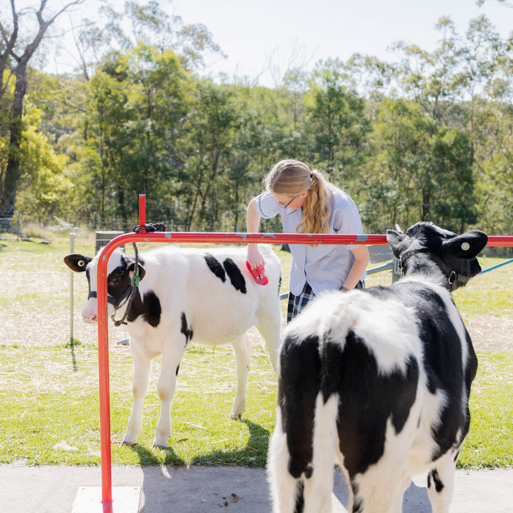 Students caring for the school cows at St Columba’s Catholic College Springwood